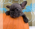 Small Photo #9 French Bulldog Puppy For Sale in ROYAL PALM BEACH, FL, USA