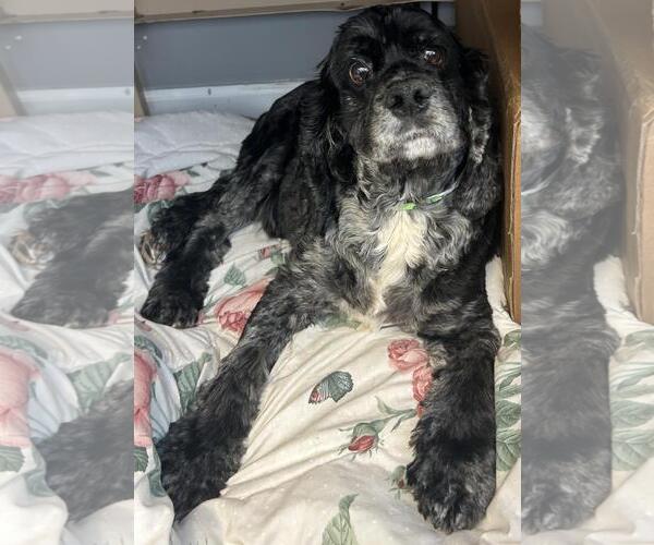 Medium Photo #4 Cocker Spaniel Puppy For Sale in Westminster, MD, USA