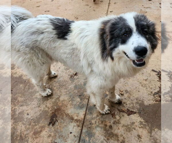 Medium Photo #3 Great Pyrenees-Unknown Mix Puppy For Sale in Thomasville, NC, USA