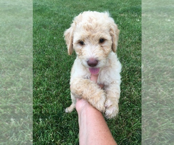 Medium Photo #1 Goldendoodle Puppy For Sale in HOWE, IN, USA