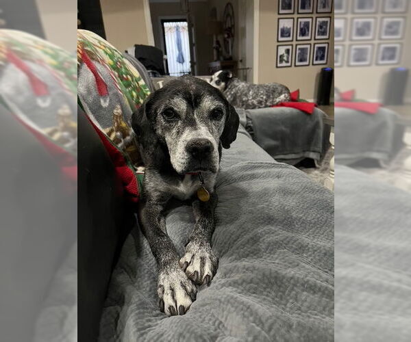 Medium Photo #4 Labrador Retriever-Unknown Mix Puppy For Sale in Queen Creek, AZ, USA