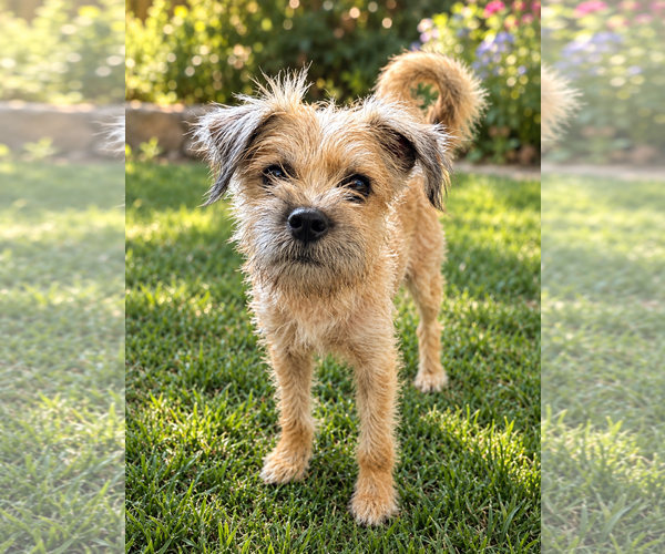 Medium Photo #2 Brussels Griffon-Unknown Mix Puppy For Sale in San Diego, CA, USA