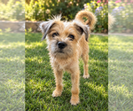 Small Photo #2 Brussels Griffon-Unknown Mix Puppy For Sale in San Diego, CA, USA