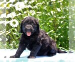 Small Photo #4 Goldendoodle-Poodle (Standard) Mix Puppy For Sale in NARVON, PA, USA