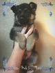 Small Photo #5 German Shepherd Dog Puppy For Sale in PIERCE CITY, MO, USA