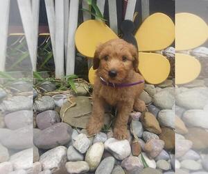 Goldendoodle Puppy for sale in FROSTPROOF, FL, USA