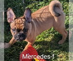 Small #1 Frenchie Pug