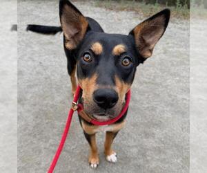 Mutt Dogs for adoption in San Diego, CA, USA