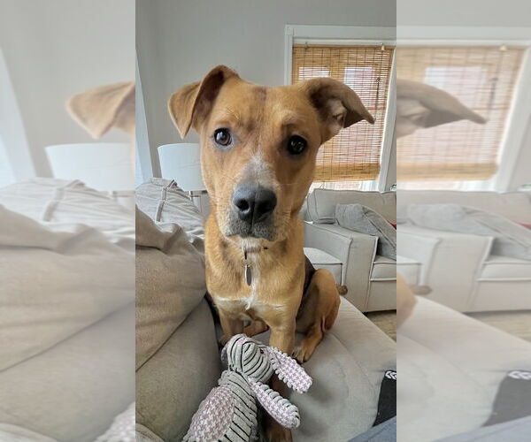 Medium Photo #5 Labrador Retriever-Unknown Mix Puppy For Sale in Springdale, PA, USA