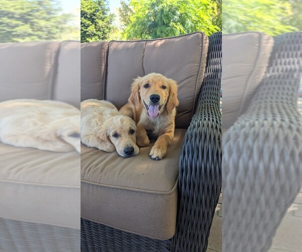 Medium Photo #1 Golden Retriever Puppy For Sale in ELVERTA, CA, USA