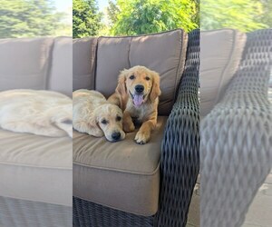 Golden Retriever Puppy for sale in ELVERTA, CA, USA