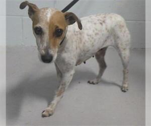 Parson Russell Terrier Dogs for adoption in Augusta, GA, USA