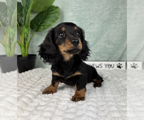 Medium Photo #5 Dachshund Puppy For Sale in FRANKLIN, IN, USA