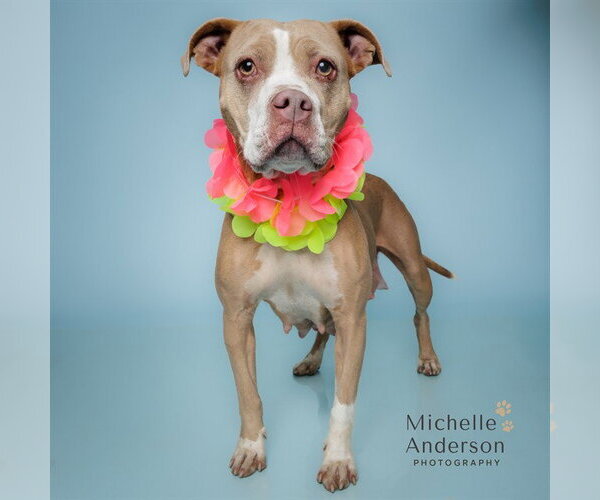 Medium Photo #3 Mutt Puppy For Sale in Corona, CA, USA