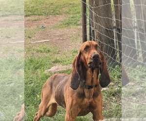 Father of the Bloodhound puppies born on 01/18/2024