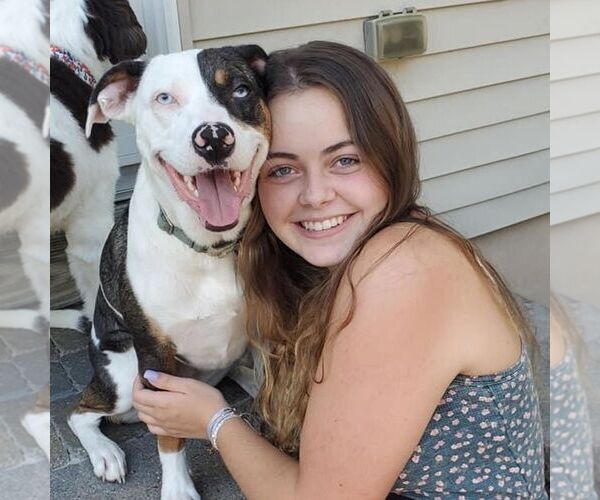 Medium Photo #3 Catahoula Leopard Dog-Unknown Mix Puppy For Sale in Oakhurst, NJ, USA
