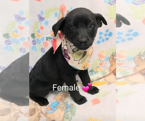 Medium Photo #1 Labrador Retriever-Unknown Mix Puppy For Sale in SHERBURNE, NY, USA