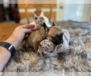 French Bulldog Puppy for sale in MILANO, TX, USA