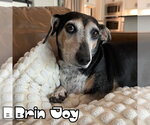 Small #20 Dachshund