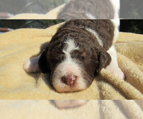 Medium Photo #5 Bernedoodle Puppy For Sale in BIG ROCK, IL, USA