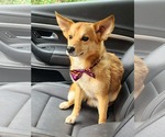Small #3 Shiba Inu-pomeranian spitz Mix