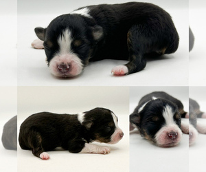 Miniature Australian Shepherd Puppy for sale in BROOKER, FL, USA