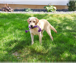 Small #3 Labrador Retriever
