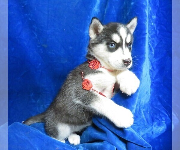 Medium Photo #7 Siberian Husky Puppy For Sale in GROVESPRING, MO, USA