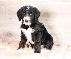 Bernedoodle Puppy for sale in FREDERICKSBG, OH, USA