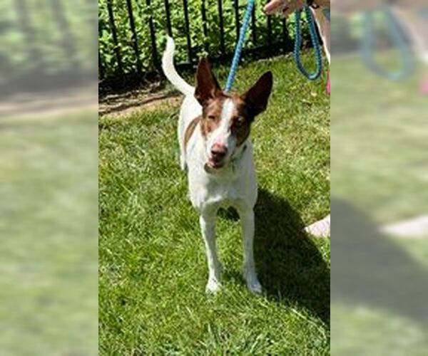 Medium Photo #6 Mutt Puppy For Sale in Cherry Hill, NJ, USA