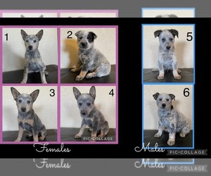 Australian Cattle Dog Puppy for sale in TOPPENISH, WA, USA