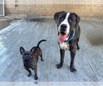 Small #3 Mastiff Mix
