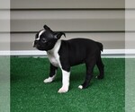 Small Photo #13 Boston Terrier Puppy For Sale in MACON, GA, USA