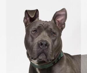 Mutt Dogs for adoption in Santa Maria, CA, USA