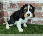 Small #8 Cavalier King Charles Spaniel