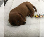 Small Photo #7 Irish Setter Puppy For Sale in KINGWOOD, TX, USA