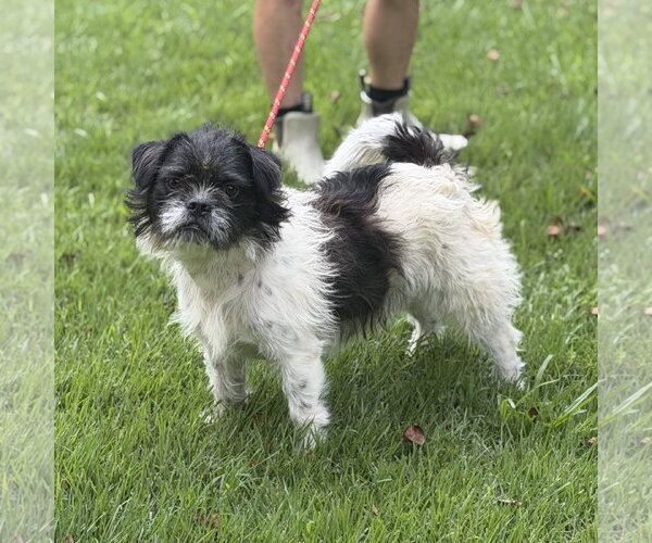 Medium Photo #4 Shih Tzu Puppy For Sale in Yardley, PA, USA