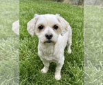 Small Hava-Apso