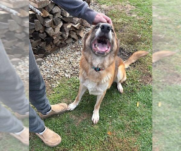 Medium Photo #8 German Shepherd Dog Puppy For Sale in Rootstown, OH, USA