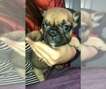 Small Photo #7 French Bulldog Puppy For Sale in NUNNELLY, TN, USA