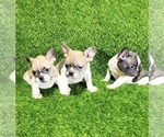 Small Photo #6 French Bulldog Puppy For Sale in DENVER, CO, USA