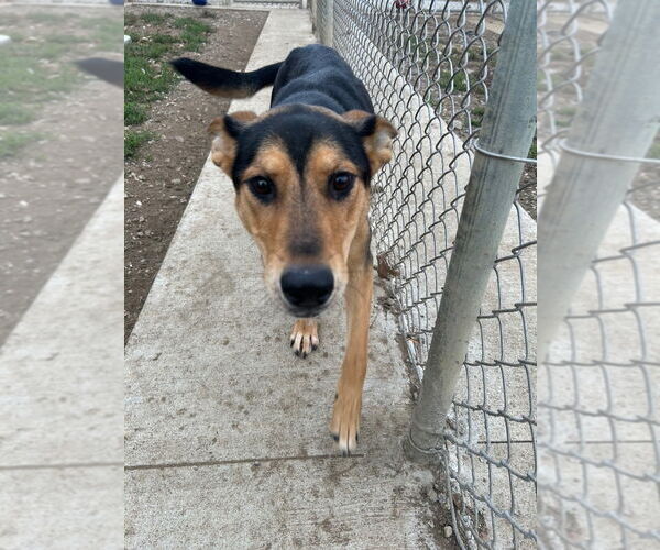 Medium Photo #2 German Shepherd Dog Puppy For Sale in Pierceton , IN, USA