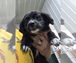 Small #1 Australian Shepherd