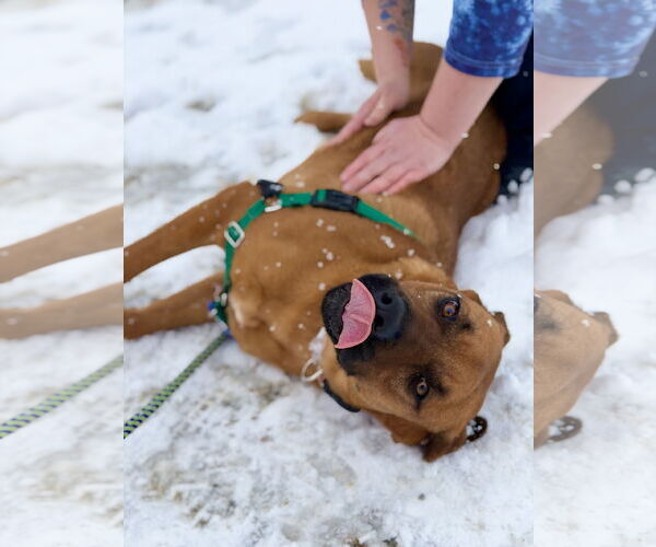 Medium Photo #6 Mutt Puppy For Sale in West Cornwall, CT, USA