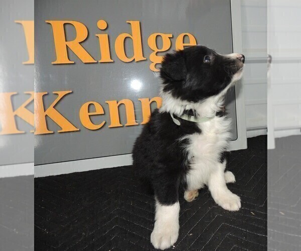 Medium Photo #3 Border Collie Puppy For Sale in CARLISLE, KY, USA
