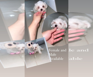 Maltese Puppy for sale in HIALEAH, FL, USA