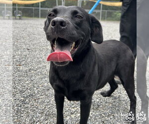 Labrador Retriever-Unknown Mix Dogs for adoption in Washington, DC, USA