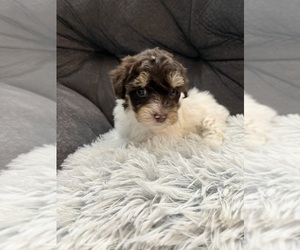 YorkiePoo Puppy for sale in SAN ANTONIO, TX, USA