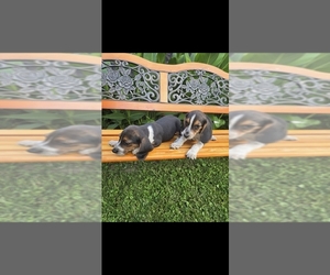 Beagle-Unknown Mix Puppy for sale in WESTFIELD, MA, USA