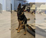 Small German Shepherd Dog